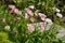 Wonderful view of the flowers of pale pink daisies at the country house among the green grass.