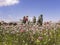 A wonderful view of a meadow full of pink and white flowers and sunflowers.