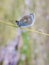 A wonderful view of a multicolored butterfly with very beautiful spotted wings sitting on a branch of a plant.