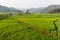 Wonderful view rice field with background of mountains