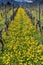 Wonderful view of vineyards in spring with yellow flowers and endless rows of vines