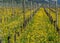 Wonderful view of vineyards in spring with yellow flowers and endless rows of vines