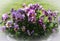 Wonderful violet horned pansies