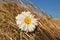 Wonderful white chrysanthemum flower on a dry golden straw background