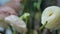 Wonderful white flowers on thick green stems stand on table.