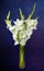 Wonderful white Gladiolus also known as Sword lily