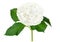 Wonderful white hydrangea