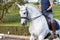 Wonderful white Lusitano horse, working equitation, Azores islands