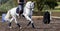 Wonderful white Lusitano horse, working equitation, Azores islands