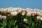 Wonderful white and pink tulips