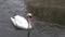 Wonderful white swan swimming and looking around in a river in winter. Amazing view of a graceful white swan enjoying