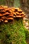 Wonderful wild mushrooms on a forest stump