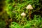 Wonderful wild mushrooms growing on green moss