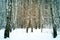 Wonderful winter forest