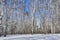 Wonderful winter landscape - snowy white birch forest in sunlight