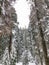 Wonderful Winter Wonderland of Sequoias