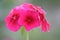 The Wonderful World of Garden Flowers. Red phlox. Macro photos.