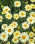 Wonderful yellow Cape Marguerite Daisy flowers