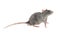 Wonderful young timid wary light gray furry rat home pet on white isolated background looks in right frame pulls left front paw gr