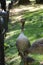 Wonderfull big Mallard with her children walks around Hyde park, London. Mother of three small ducks watch people and carry about