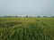 Wonderfull largest rice field Cirebon