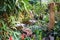 Wonderfull tropical garden with several rare orchids