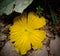 Wonderfull Yellow Flower