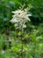 The wonderfully blooming white meadowsweet blooms on the outskirts of the forest