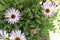 Wonderfully colorful Daisies Bellis perennis, 1.