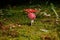 wonderfully colorful mushrooms and moss