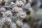 Wonderfully frosted old grass in the field