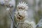 Wonderfully frosted old grass in the field