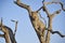 A Wonderfully marked Female African Leopard gazes out across the Bush from her Perch in a Dead Tree at the Madikwe Game Reserve.