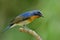 Wondering face fascinated blue and orange bird while sitting on thn branch in soft background, Chinese blue flycatcher Cyornis