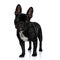 Wondering French Bulldog puppy looking forward and standing