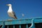 Wondering seagull