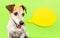 Wondering smiling dog on green background with yellow speech bubble. Cute pet portrait.