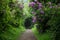 Wonderland hiking trail surrounded by vegetation