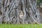 Wonders of nature,The Head of The Sandstone Buddha image in tree roots