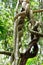 Wonga vine climbing into canopy