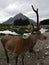 Wonky Stag at Glencoe