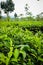 Wonosari Tea Plantation Malang, Indonesia