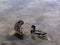 Wood Anas Anas platyrhynchos floats in a Ruidera lagoons, Spain.