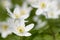 Wood Anemone