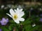 Wood anemone