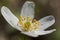 Wood anemone