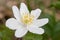 Wood anemone, also called windflower or thimbleweed