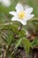 Wood anemone, also called windflower or thimbleweed