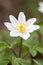 Wood anemone, also called windflower or thimbleweed