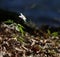 Wood Anemone (Anemone nemorosa)